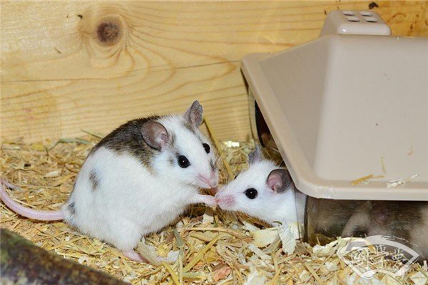 1984年属鼠二次婚姻年龄揭秘-方知甜