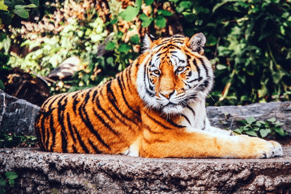 2010年属金虎，性格固执强硬，喜冒险逞强。-方知甜