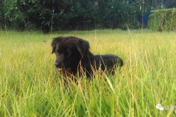 2024年属狗人运势，1970年出生者需谨慎应对挑战，注重感恩与团队合作-方知甜