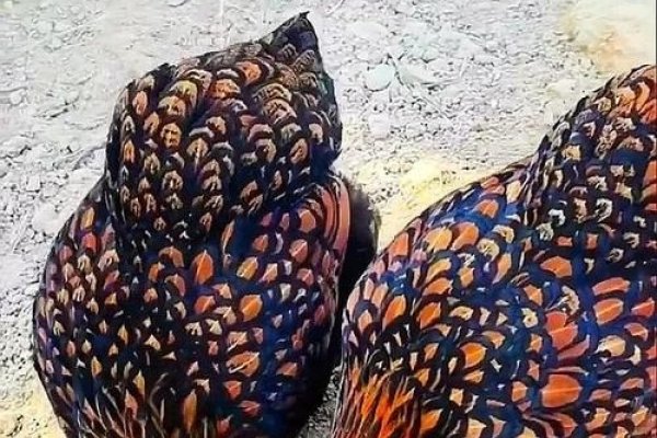 凤冠霞帔是鸡生肖。-方知甜