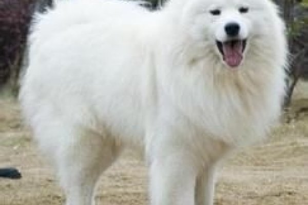 萨摩耶，雪域精灵的温暖陪伴-方知甜