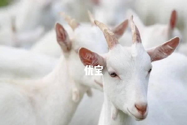 1937年属马，40岁生肖是羊。-方知甜