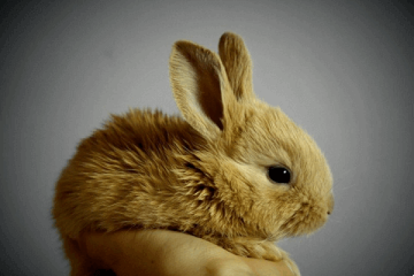 1975属兔48岁后，婚姻、事业与健康管理-方知甜