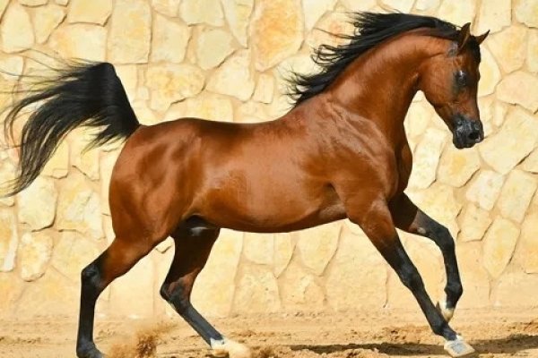 2023年属马人如何化解太岁威胁？-方知甜