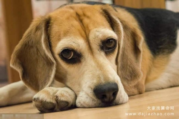 2020年属狗人运势，事业上升期，需谨慎人际关系-方知甜