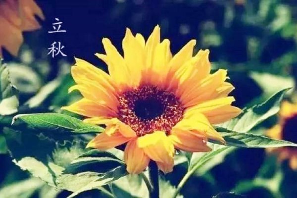 2025年立秋时间公布，早晚、公母如何判断？-方知甜