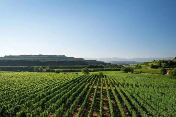 禾稻，丰饶之基，农业之本-方知甜