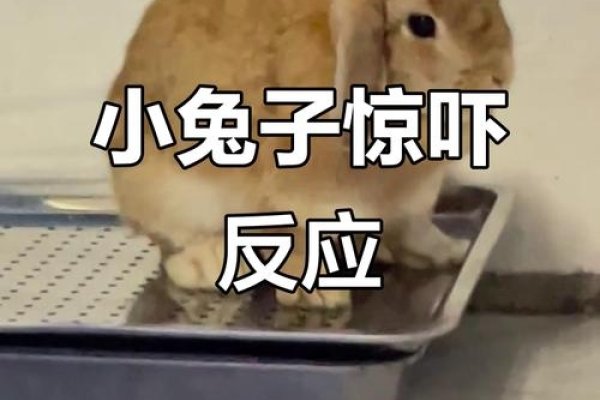 胆小谨慎生肖兔-方知甜