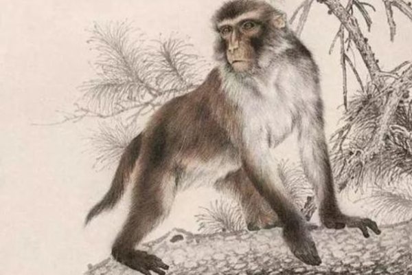 1992年，苦命猴还是富猴的命运之谜？-方知甜