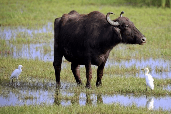 1985年是什么命，属牛人的海中金命格探析-方知甜