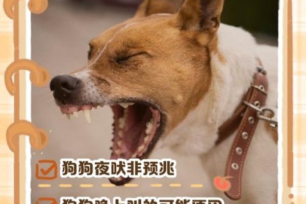 犬吠测吉凶，不同人群的不同预示-方知甜