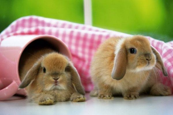 20-30字标题，属兔人命运解读及生肖轮回-方知甜