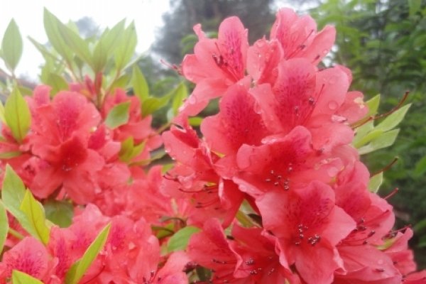 探秘朱砂痣，解读其形态与寓意-方知甜