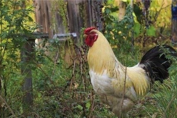 2005年属鸡人,2024、2025年龄及婚配指南-方知甜