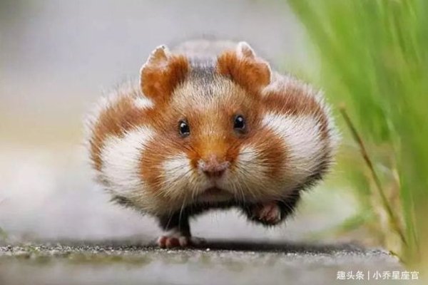 2008年属鼠人,幸运色与数字助你提升运势-方知甜