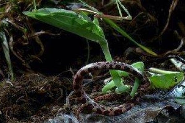 螳螂捕蝉，蛇亦捕捉。寓意生活需警惕-方知甜