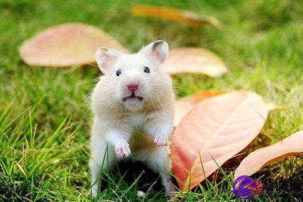 1996年属火鼠，聪明机智、事业有成-方知甜