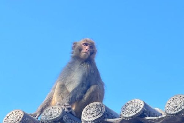 2016，记忆中的猴年盛景-方知甜