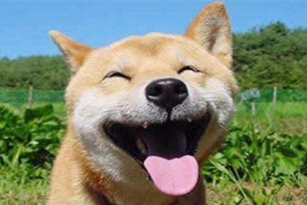 2025年80岁属狗，与这些生肖和谐相配。-方知甜