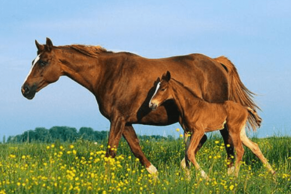 2023年属马人需不需要躲春？-方知甜