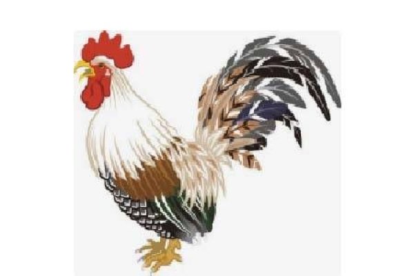 属鸡2021年运势及运程详解-方知甜