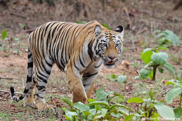 2023年立秋，自然界的公老虎与母老虎-方知甜