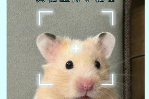 揭秘兔丝燕麦背后的生肖之谜-方知甜