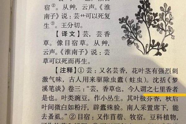 芸，释义及文化内涵，从日常饮食到生活态度，芸的密码在多元世界里绽放-方知甜