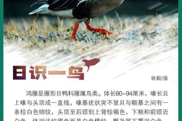 鸿鹄释义，天鹅象征，高贵威严优秀人才-方知甜