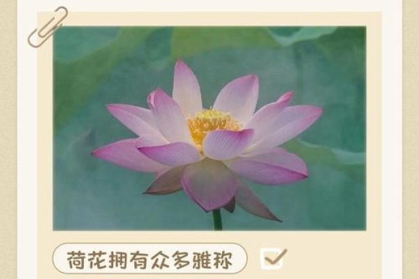 探秘菡字，荷花之韵，文化之深-方知甜