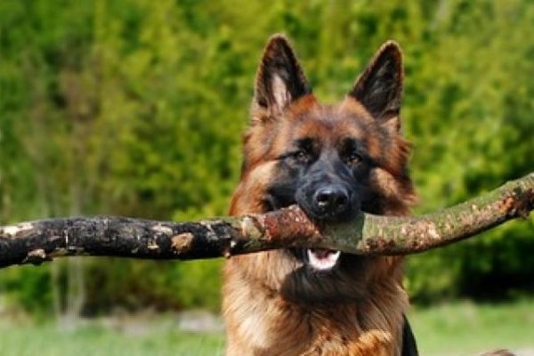 属狗男最佳婚配，与生肖相合的幸福密码-方知甜