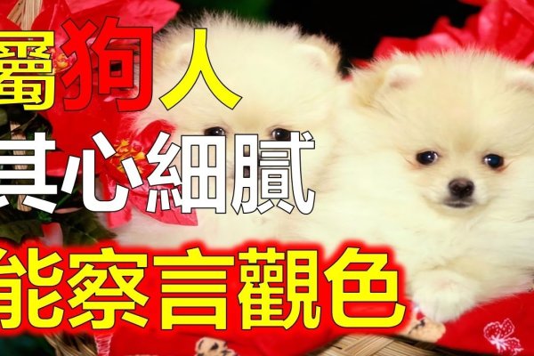 属狗之人的人生启示，适度与担当，共赴美好人生-方知甜