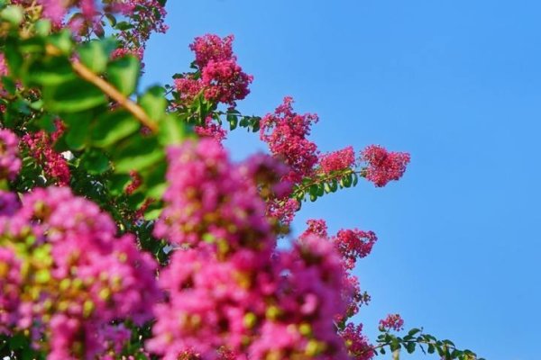 紫薇之术，紫薇花之妙用，情理天成-方知甜