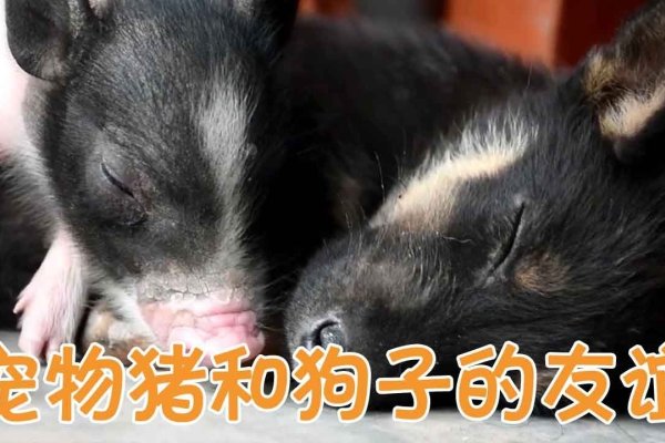 猪狗之辈，解读生肖性格与友谊-方知甜