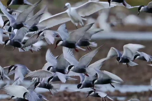 栖宿之鸡，自然与生命的和谐共生-方知甜