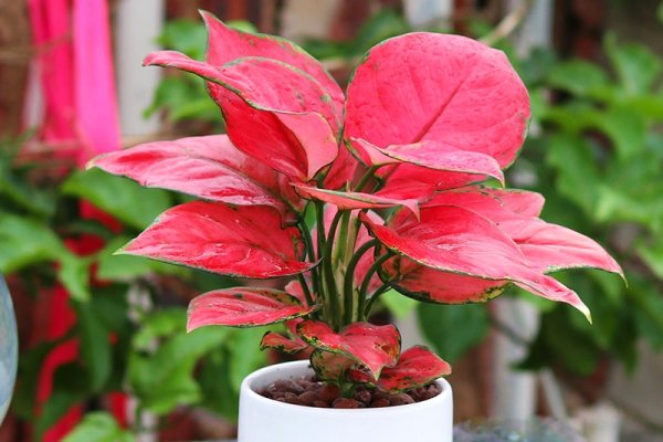 南阳风水，绿色植物+吉利植与镜子禁忌-方知甜