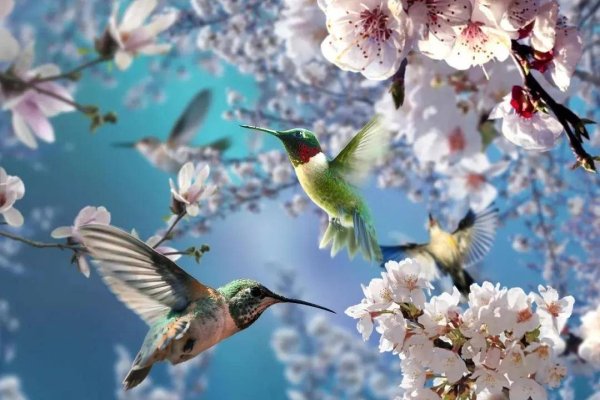 鸟语花香生肖与猴、鸡关系-方知甜