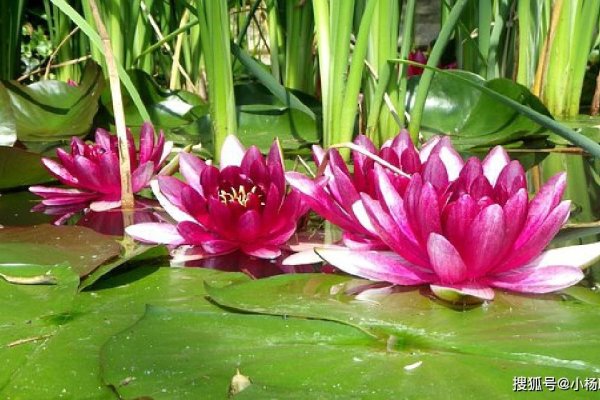 寓意深远，如何选择一个有含义的微信名-方知甜