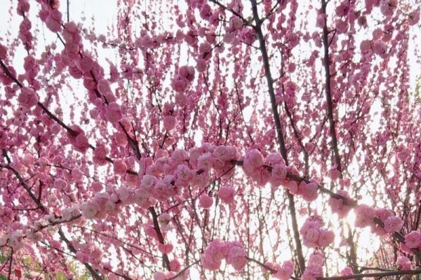 泌阳征婚，寻找爱与归宿的温柔选择-方知甜