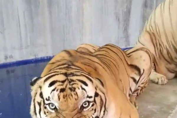 龇牙咧嘴的生肖，生肖虎的独特魅力-方知甜