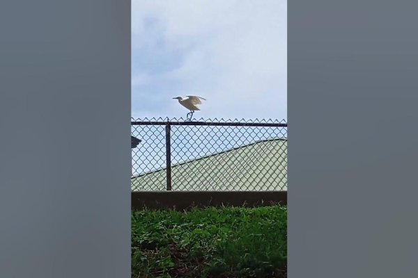 闲云野鹤，生肖中的逍遥派？-方知甜