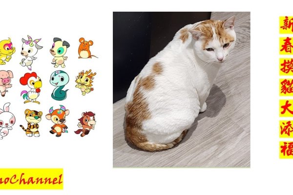 甜言蜜语指什么生肖？猫还是鸡？-方知甜