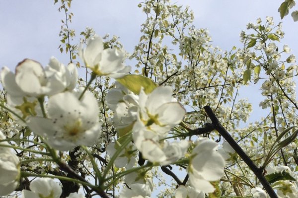 梨园艺名精选，独特寓意，助力成功第一步！-方知甜