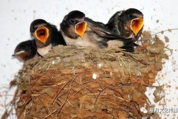 燕子进屋寓意吉祥，象征好运与繁荣-方知甜