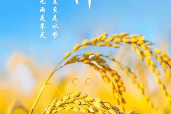 芒种日历，探索节气之美，感受自然韵律-方知甜