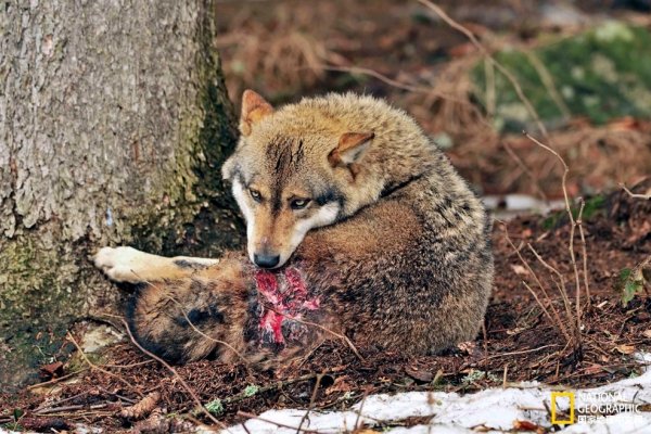 狼子野心打一生肖，狗-方知甜