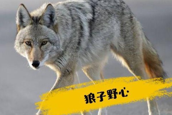 狼子野心有何生肖特性？-方知甜