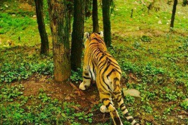 一步登天是什么动物生肖-方知甜