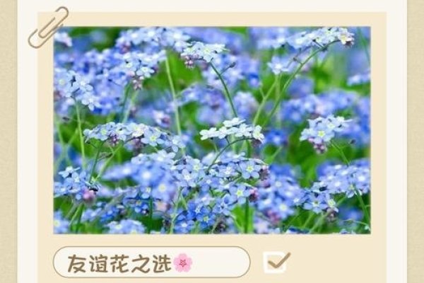 阳光交友，在阳光下绽放的友谊之花-方知甜