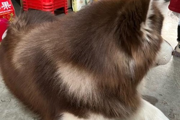 艺高胆大狗模样-方知甜